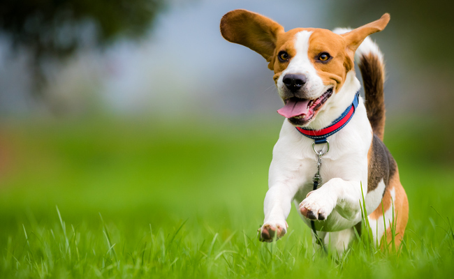 10 Signs Of A Healthy Dog - Viral Pets